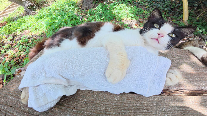猫に熱中症対策の応急処置をする