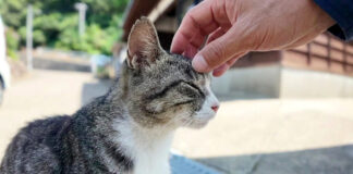 猫島で迎えてくれた猫