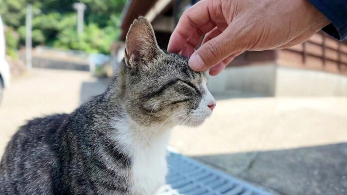 猫島で迎えてくれた猫