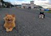 猫島の通りに落ちている猫達
