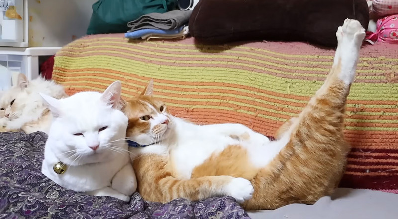 足をピーンと伸ばす猫