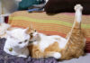 足をピーンと伸ばし続ける猫