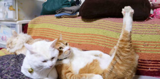 足をピーンと伸ばし続ける猫