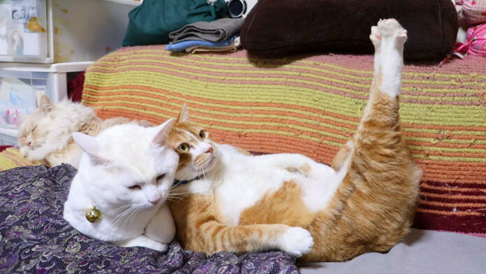 足をピーンと伸ばし続ける猫