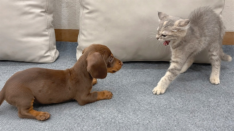 初対面した保護子犬と保護子猫
