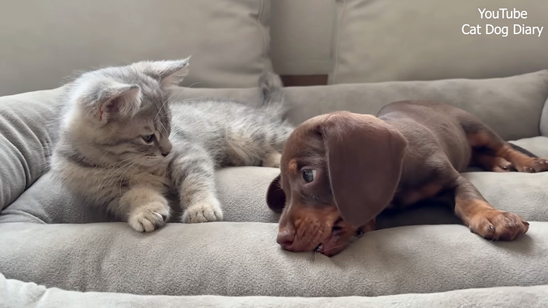 仲良くなった保護子犬と保護子猫