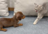 初対面した保護子犬と保護子猫