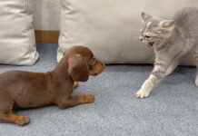 救出された子犬と、怯えきっていた保護子猫が出会うと全てが変わる! 初対面した保護子犬と保護子猫