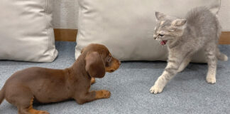 初対面した保護子犬と保護子猫