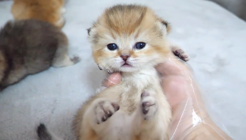 抱っこされた子猫