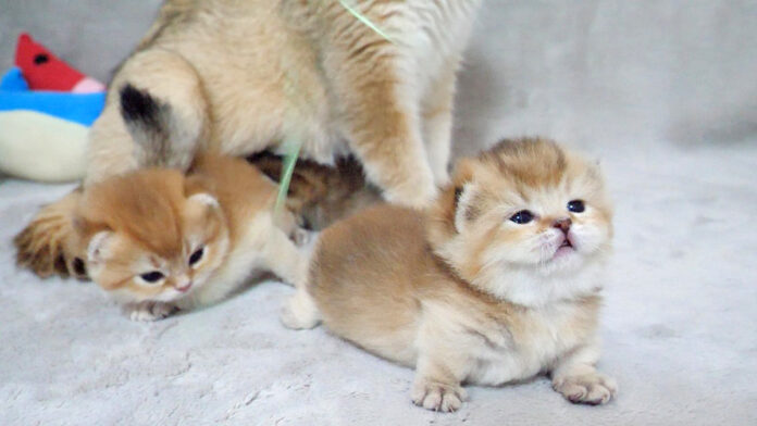 まん丸子猫