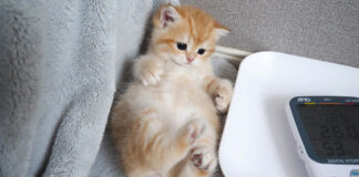 お腹を触られてくすぐったかった子猫