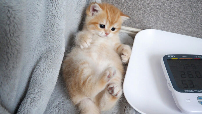 onakakusugu_neko_title お腹を触られてくすぐったかった子猫