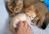 お腹をくすぐられた子猫