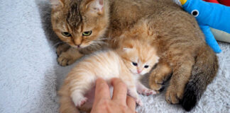 お腹をくすぐられた子猫
