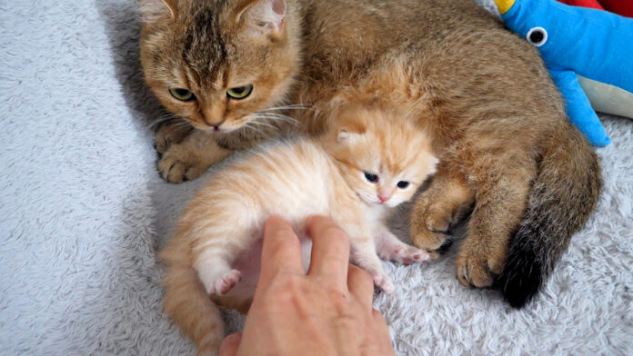 お腹をくすぐられた子猫