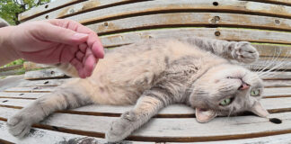 ヘソ天姿の猫