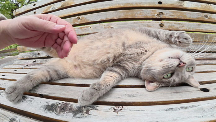 ooamekasa_neko_title ヘソ天姿の猫