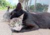 子猫に乳離れを促す母猫