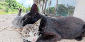 子猫に乳離れを促す母猫