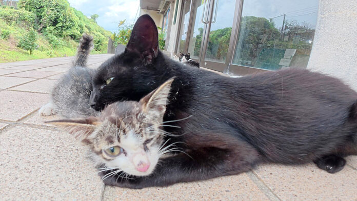 oyabanare_neko_title 子猫に乳離れを促す母猫