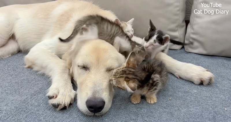 犬と仲良くなった子猫達