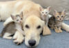 犬と仲良くなった子猫達