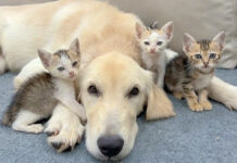 犬と仲良くなった子猫達