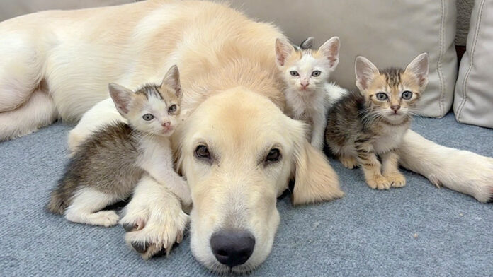 犬と仲良くなった子猫達