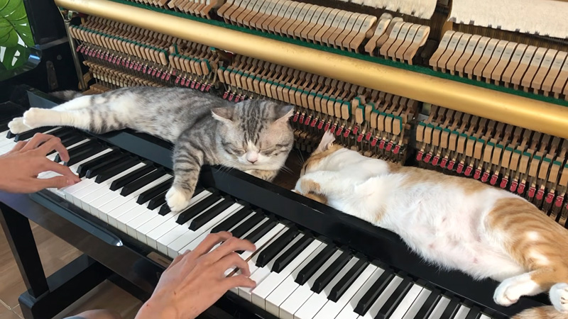 ピアノマッサージを味わう猫達