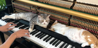 ピアノマッサージを味わう猫達