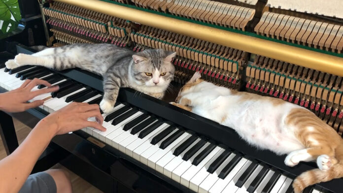 ピアノマッサージを味わう猫達
