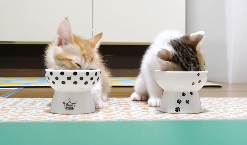 ご飯を食べる子猫達