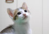 超高音でピヤピヤ鳴く子猫