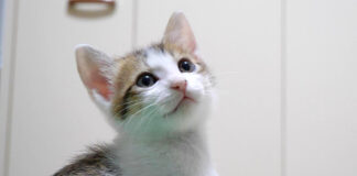 超高音でピヤピヤ鳴く子猫