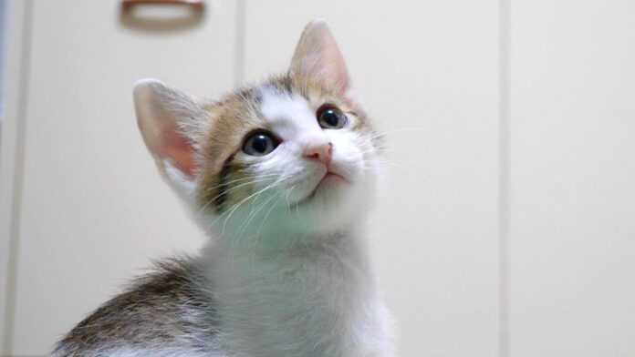 超高音でピヤピヤ鳴く子猫