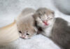 くっついて眠る子猫達