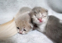 くっついて眠る子猫達