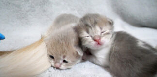 くっついて眠る子猫達