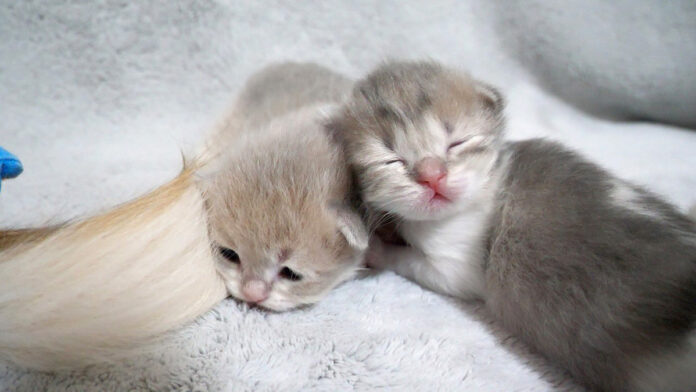 くっついて眠る子猫達