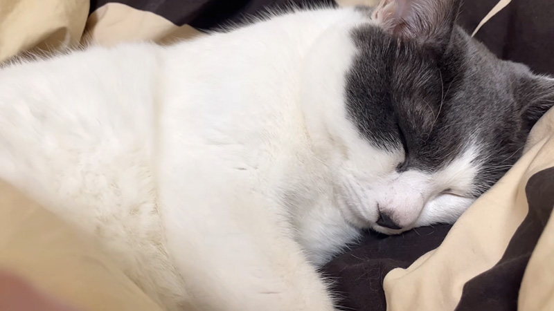 ぷーぷーとイビキをかいて眠る猫