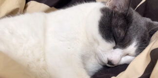 ぷーぷーとイビキをかいて眠る猫