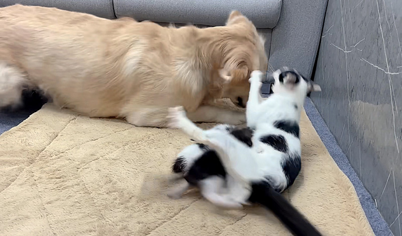 犬を警戒する母猫