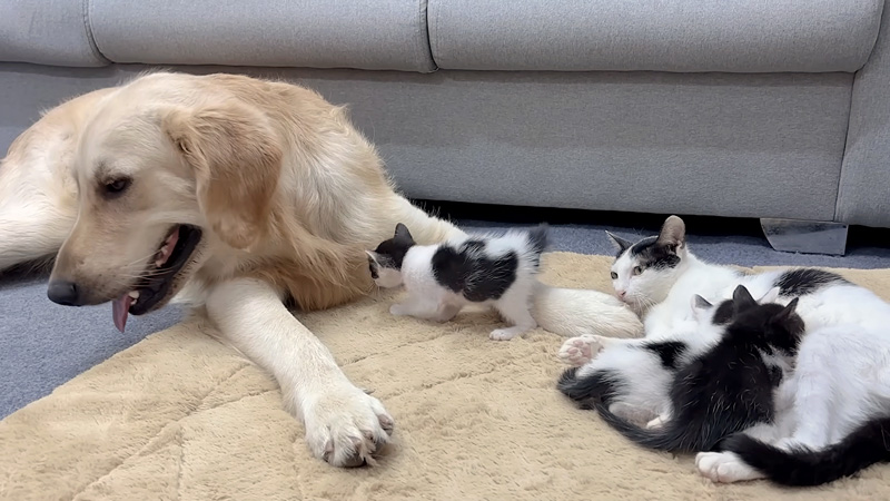犬に甘えにいく子猫