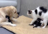 巨大なレトリバーが安全だと母猫に伝える子猫。するとすぐに落ち着いた母猫が愛らしい行動に出た 巨大なレトリバーが安全だと母猫に伝える子猫