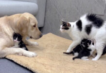 巨大なレトリバーが安全だと母猫に伝える子猫。するとすぐに落ち着いた母猫が愛らしい行動に出た 巨大なレトリバーが安全だと母猫に伝える子猫