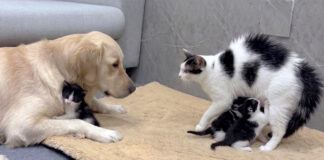 巨大なレトリバーが安全だと母猫に伝える子猫