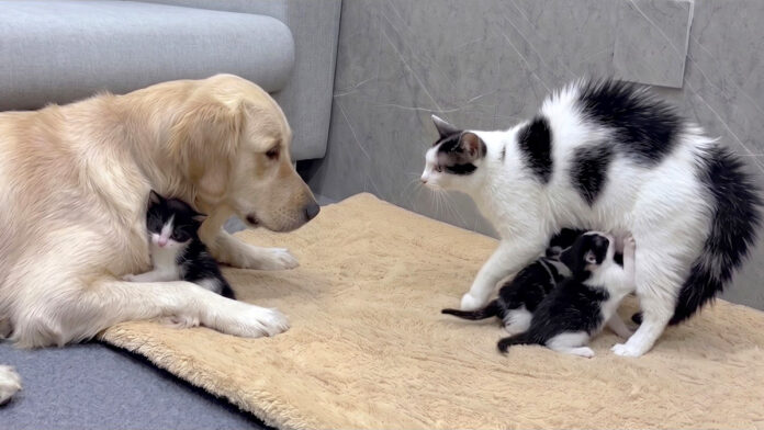 巨大なレトリバーが安全だと母猫に伝える子猫