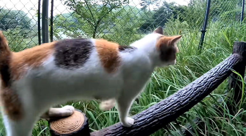 山頂までついてきた猫