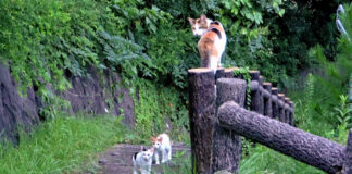 子猫を呼び出す母猫